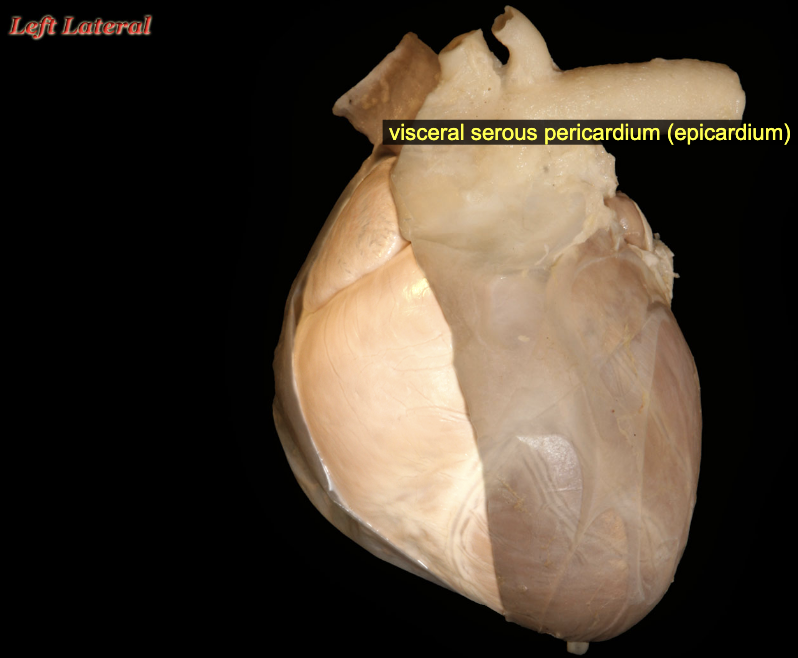 <p>Visceral vs. Parietal serous membranes (pericardium)</p>