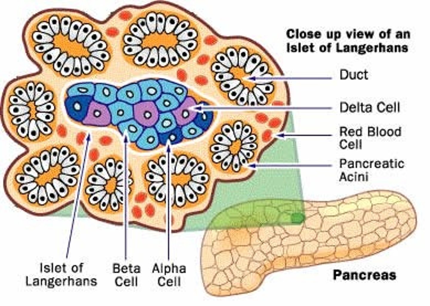 <p>(D) β, α</p><p>β-cells within the Islet of Langerhans are responsible for producing Insulin. α-cells within the Islet of Langerhans are responsible for producing Glucagon.</p>