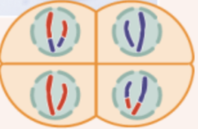 <p>four haploid gametes carrying a unique combination of alleles</p>
