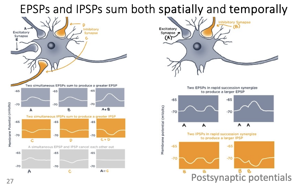 <p>EPSPs arriving at different synapses summed all together</p><ul><li><p>strongest ones are the ones closes to the axon - need a lot to reach action potential</p></li></ul><p></p>