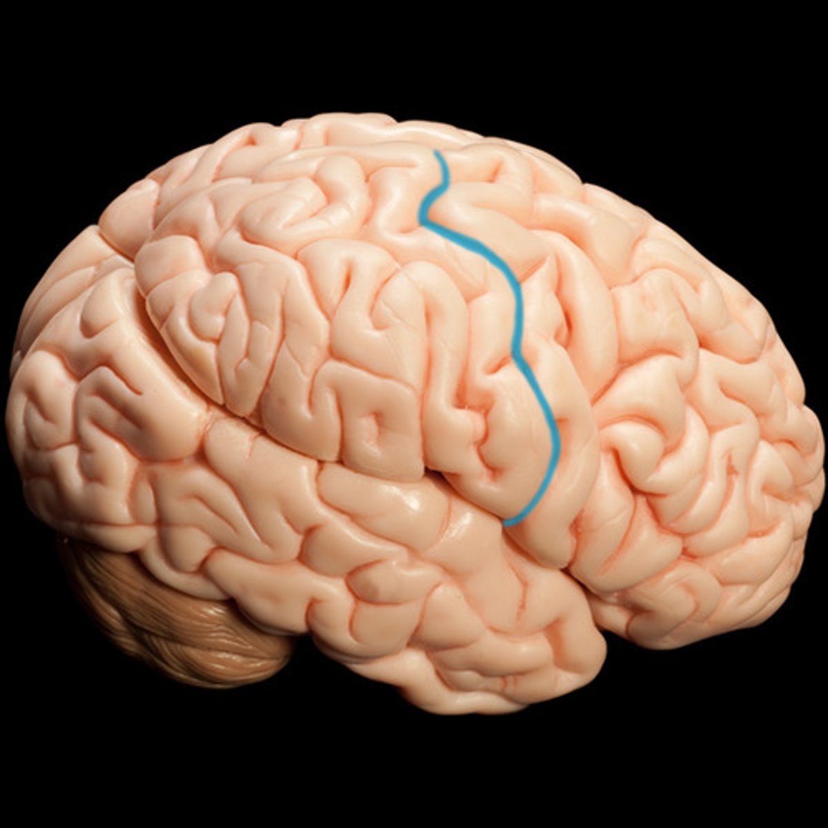<p>separates frontal and parietal lobes</p>