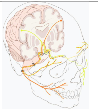 <ul><li><p>facial</p></li><li><p>mixed</p></li><li><p>motor- nerve innervates the relatively weak muscles of facial expression</p><ul><li><p>Bell’s Palsy- paralysis of this nerve causes one side of the face to sag</p></li></ul></li><li><p>Sensory- nerve conveys sense of taste from the anterior part of the tongue</p></li></ul><p></p>