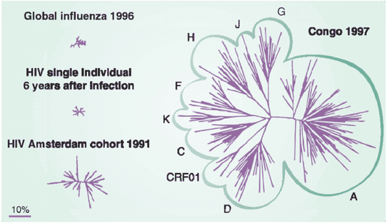 <p>Polymerase error rate<br>• RT makes mistake appx once every 10,000 nt<br>• “Hot spots:” certain regions of the genome have an error rate that is 500 times higher<br>• Quasi-species: exists as a complex mixture of closely related variants<br></p><p>Selective pressure<br>• Host immune responses and antiretroviral therapy drive the evolution of HIV variants with advantageous traits<br></p><p>Isolation and new environments (new host)<br>• HIV populations can diverge when isolated or when introduced into new hosts, leading to distinct viral lineages<br></p><p>Founder effect<br>• When a small subset of the viral population, establishes a new infection, the genetic diversity is reduced, potentially influencing future evolution</p>