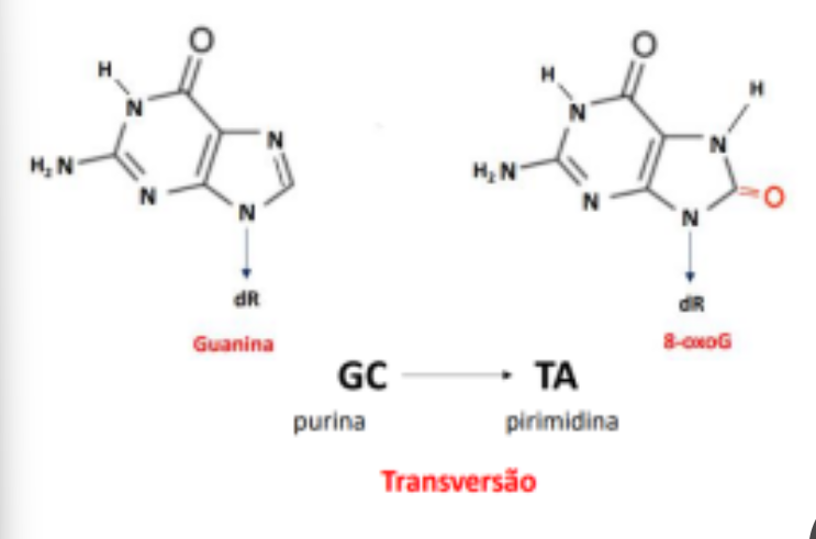 <p>Certas agressões do meio ambiente contra o DNA alteram as bases. São as reações com ROS, ião superóxido ou OH- que lesam o DNA e favorecem a troca de bases, levando à formação do 7,8-dihidro-8-oxoguanina (8-oxoG), que emparelha com a adenina.</p>