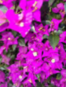 <p>Petals (corolla) (outer floral organs)</p>