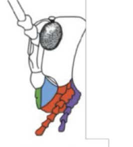 <p>Name this type of mouthparts and give and example</p>