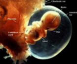 <p>Embryos develop <strong>inside the uterus</strong> and are connected to the mother by a <strong>placenta</strong>, which nourishes them throughout development.</p>