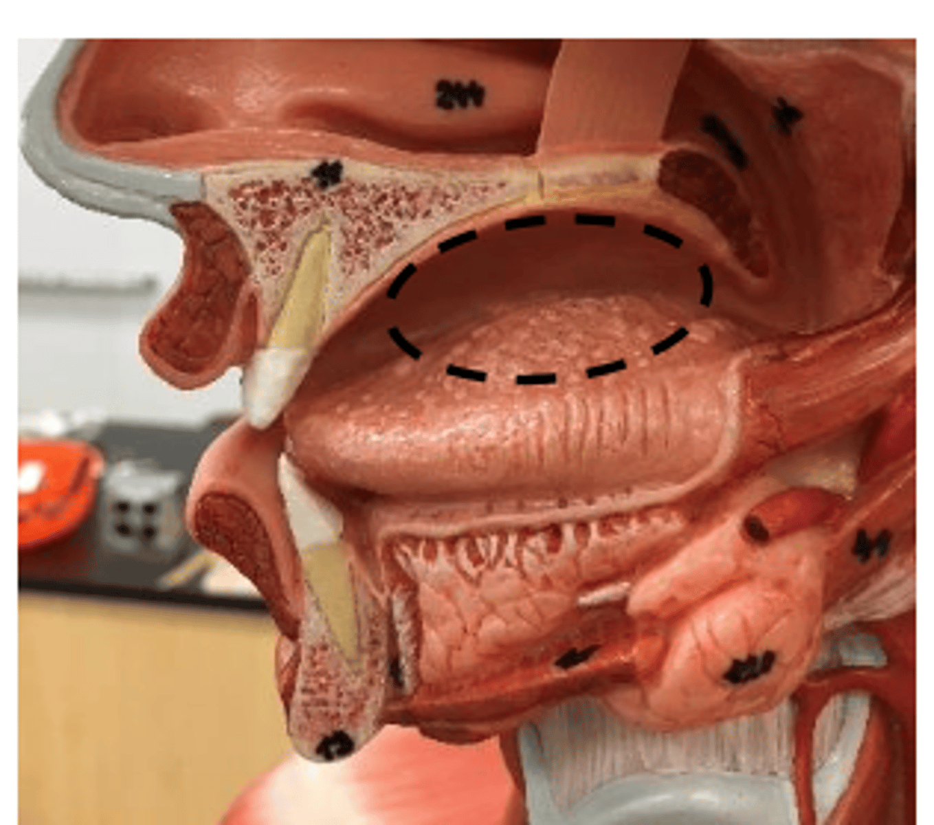 <p>the entire mouth</p>