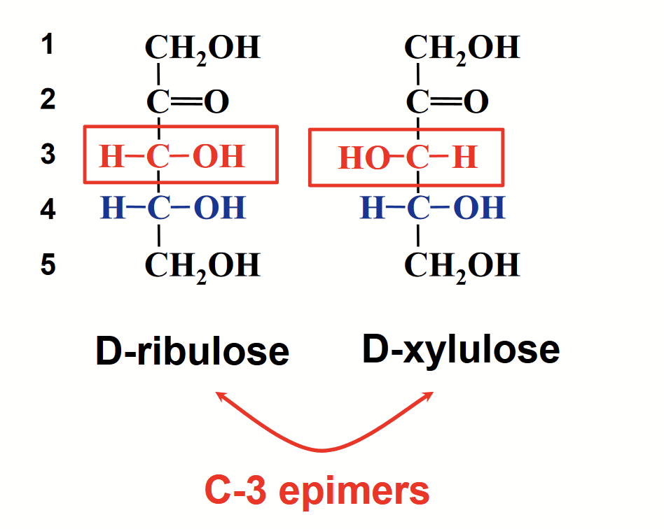 <p>A pair of sugars that are identical except for the configuration at one carbon atom (special case of diastereomer by 1 chiral C atom).</p><p>e.g. C-3 epimers</p>