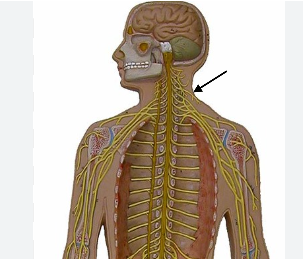 <p>- C3, C4, C5</p><p>- Innervates the diaphragm</p>