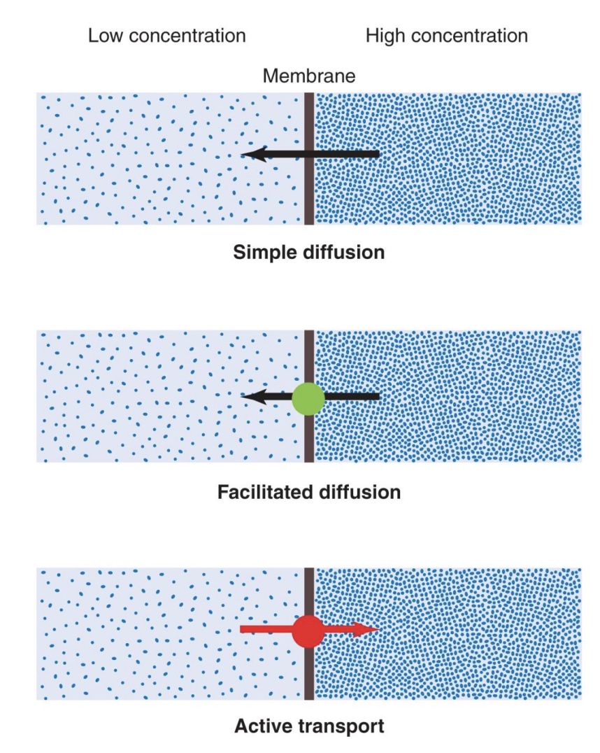 <p><strong>-Carrier-mediated transport:</strong> moves large molecules or transports against the concentration gradient (low → high)</p><p><strong>• Facilitated diffusion: </strong>substances move down concentration gradient (no energy required, similar to simple diffusion where flow is down concentration gradient, but needs a carrier protein) </p><p><strong>• Active transport: </strong>substances move up concentration gradient (energy required) </p><p>    •Primary: pumps that use ATP </p><p>    •Secondary: energy comes from concentration gradient of a different solute</p>