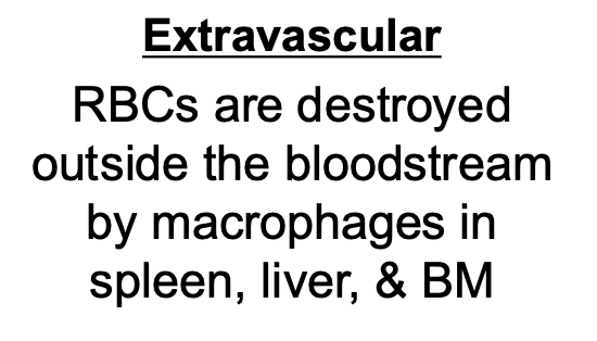 <p>antibodies bind to RBCs, which are then destroyed outside the bloodstream by phagocytes (macrophages) in spleen, liver, and bone marrow</p><p>will see hyperbilirubinemia</p>