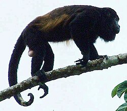 <p>mantle = saddle shape of lighter fur across belly</p><p>big and blocky monkey</p><p></p>
