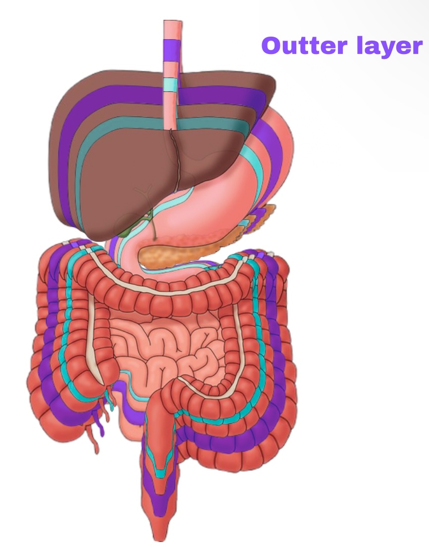 <p>Partial Peritoneum</p>