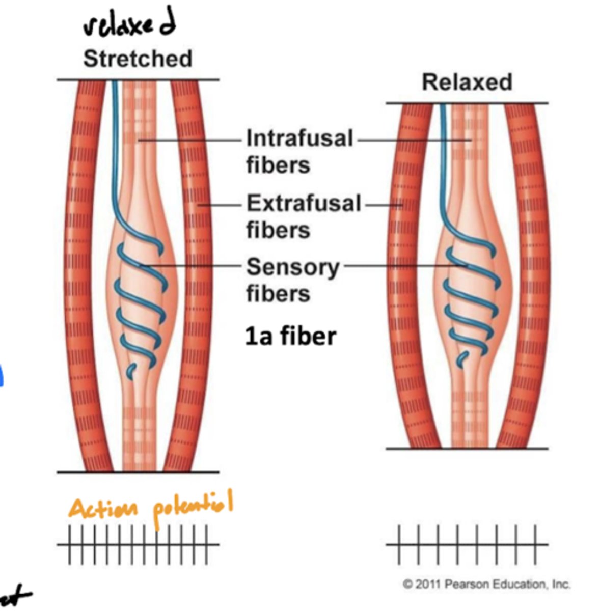 <p>a sensory receptor located in the muscle that senses how much the muscle is stretched</p><p>image -- blue line around the intrafusal muscle</p>