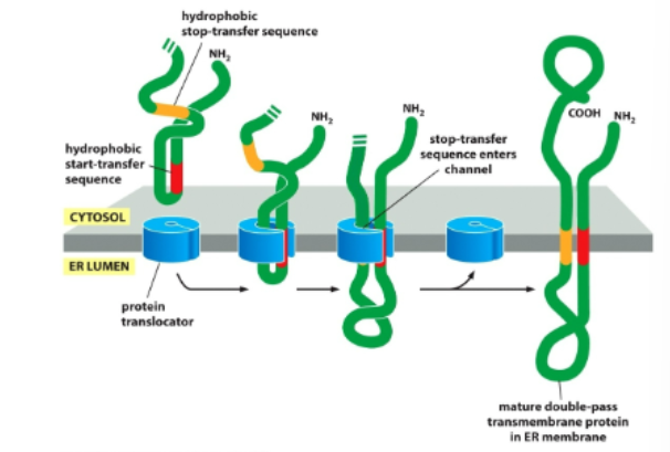 <ul><li><p>N and C terminus in cytosol</p></li><li><p>Repeated <strong>start-transfer</strong> and <strong>stop-transfer</strong> sequences create multiple membrane spans.</p></li><li><p>Orientation depends on the first start-transfer.</p></li><li><p>Intenral start-transfer signal sequence never removed</p></li></ul><p></p>