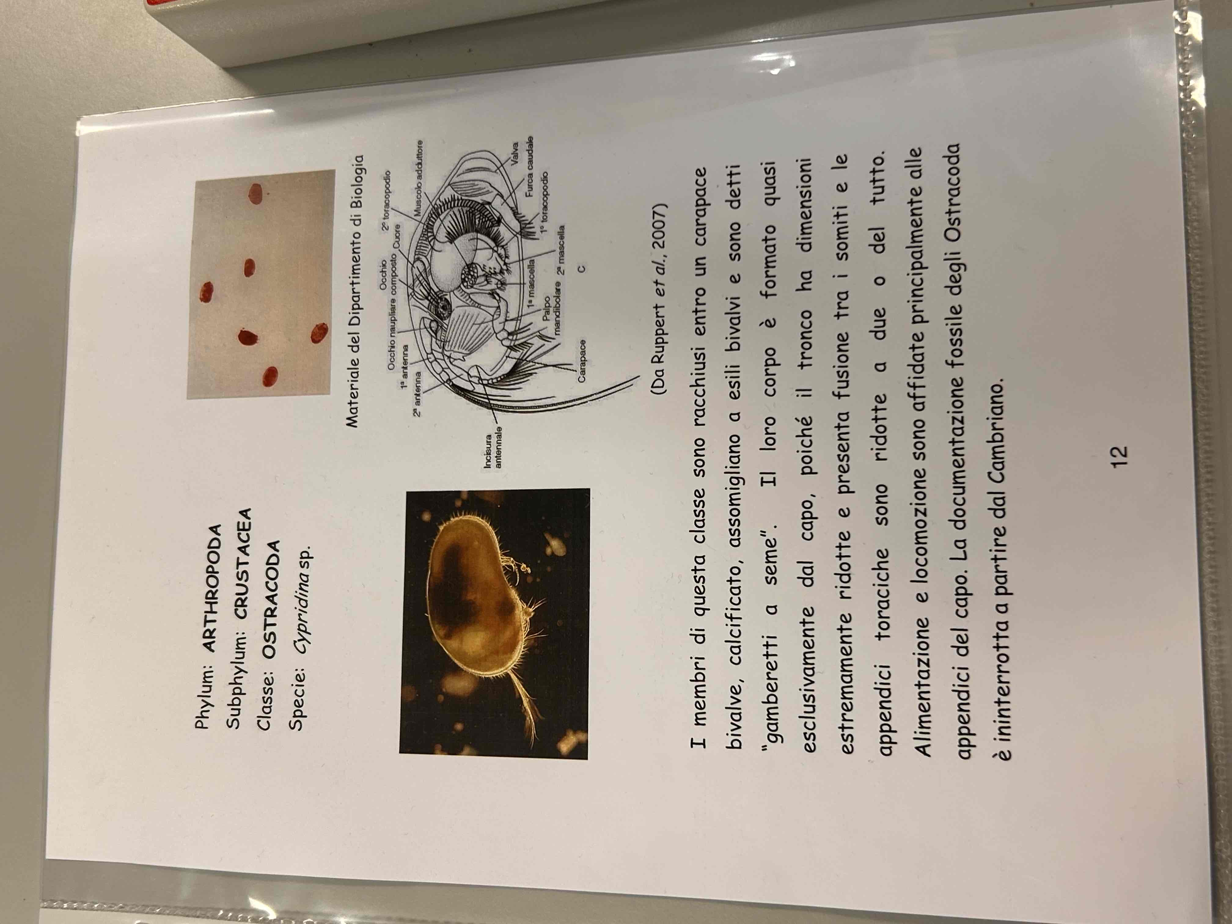 <p>Crustacea</p><p>Ostracoda</p><p>Cypridina sp</p>