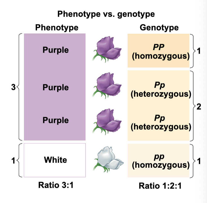 <p>phenotype is the result while genotype is the gene ratio from parents</p><ul><li><p>can be determined from a test cross with a recessive phenotype (pp)&nbsp;</p></li></ul><p></p>