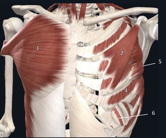 <p>name structure #5</p>