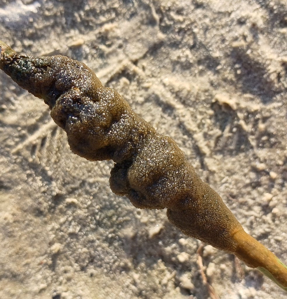 <p>kmen: BRYOZOA/ECTOPROCTA (mechavky)</p><p><strong><u>statoblast</u></strong></p>