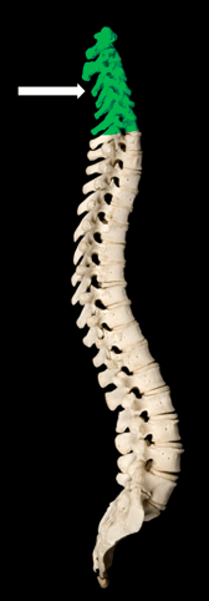 <p>name the vertebrae</p>