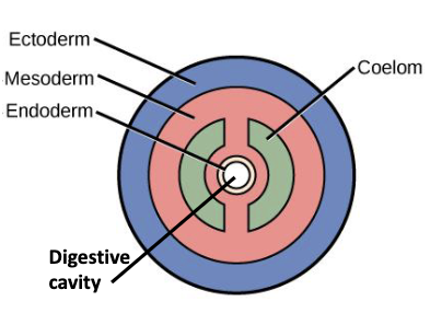 <p>true coelom;</p><p>completely lined with mesoderm</p>