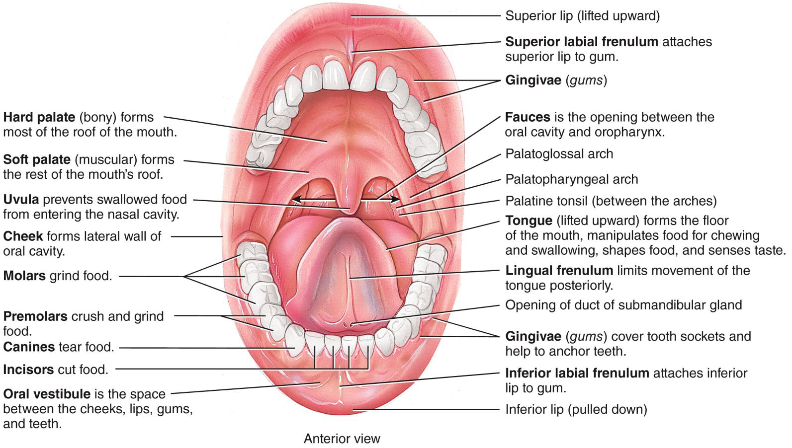 <p>THE MOUTH IS FORMED BY </p>