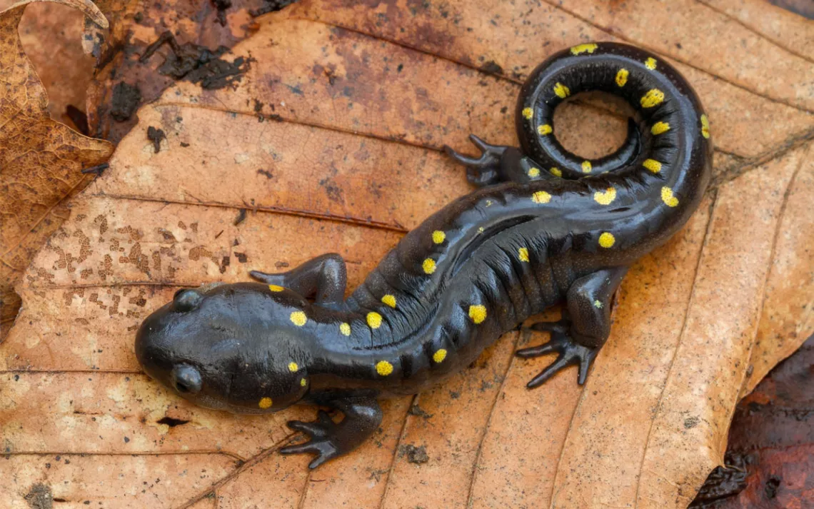<p>Salamanders</p>