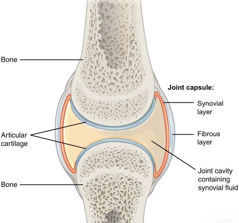 <p>Apposing surfaces of bones are covered with hyaline articular cartilage, which act as shock absorbers during weight bearing and impact</p><p>Bones are connected by a joint capsule, which has two layers:</p><ul><li><p>fibrous layer - superficial layer, DFCT, attaches to apposing bones</p></li><li><p>Synovial layer - deep layer, specialized CT, secretes synovial fluid (nutrition), attaches at the bone / cartilage junction</p></li></ul><p>Other synovial structures (bursae, tendon sheaths) have the same structure of fibrous and synovial layers</p>