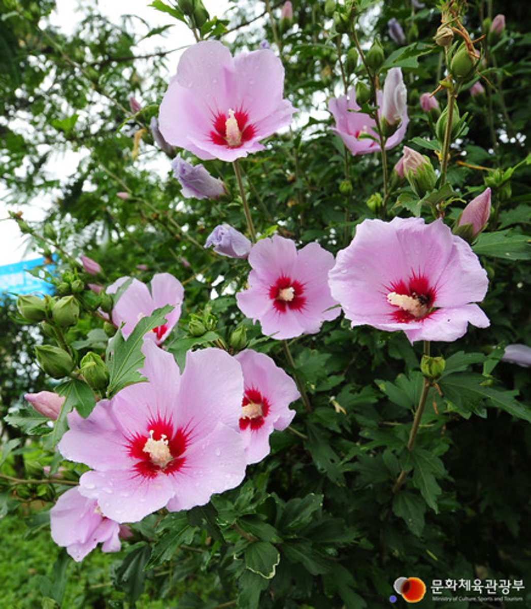 <p>flower</p>