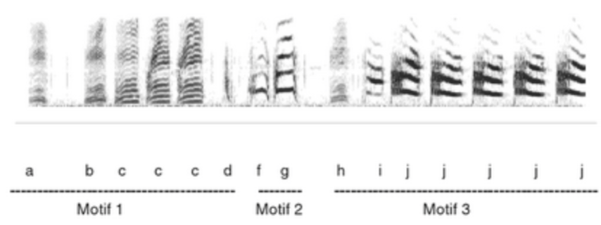 <p>True. The language of birdsongs portrays reduplication, or repetition of language elements with small changes (can be morphological, or tone- and expression-based) to affect changes in meaning. </p>