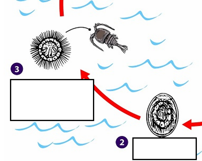 <p>(2) Under appropriate conditions, the eggs mature (approximately 18 to 20 days) yield oncospheres which develop into a _____. hatch from eggs and ingested by the first intermediate host ________. </p>