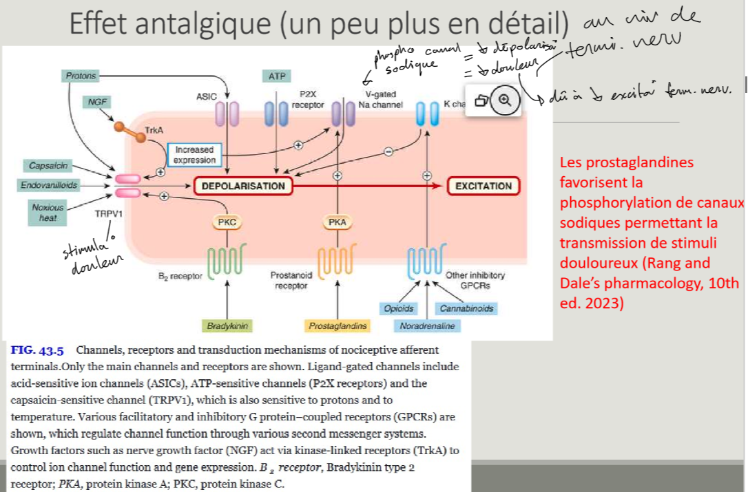 <p>AINS = baisse de production de PGE → baisse de phosphorylation de canaux sodique → moins de dépolarisation → moins d’excitation au niv de terminaison nerveuse → baisse de sensation de douleur</p>