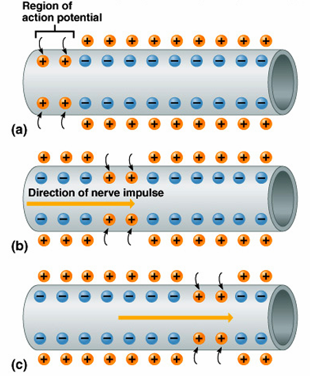 <ul><li><p>An action potential is a moving electrical impulse</p></li><li><p>After the first segment of the neuron is stimulated, the next segment will become stimulated</p><p>=&gt; If the action potential (nerve impulse) starts, it is propagated over the entire axon</p></li><li><p>Impulses travel faster when fibers have a myelin sheath</p></li></ul><p></p>