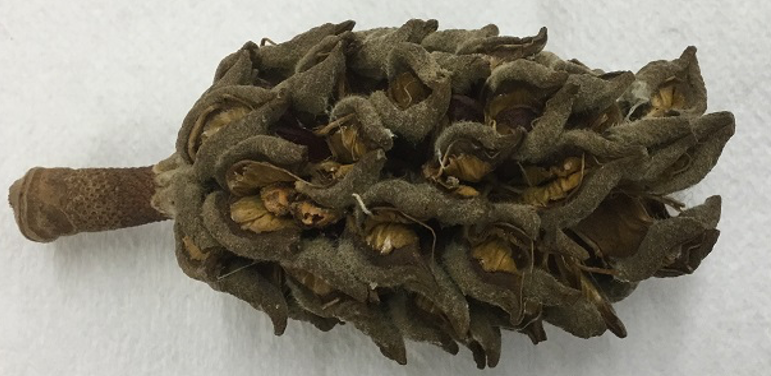 <p>Which of the following categories most completely describes a magnolia fruit?</p><ul><li><p>Multiple, fleshy</p></li><li><p>Aggregate, dry</p></li><li><p>Simple, dry</p></li><li><p>Simple, fleshy, accessory</p></li></ul><p></p>