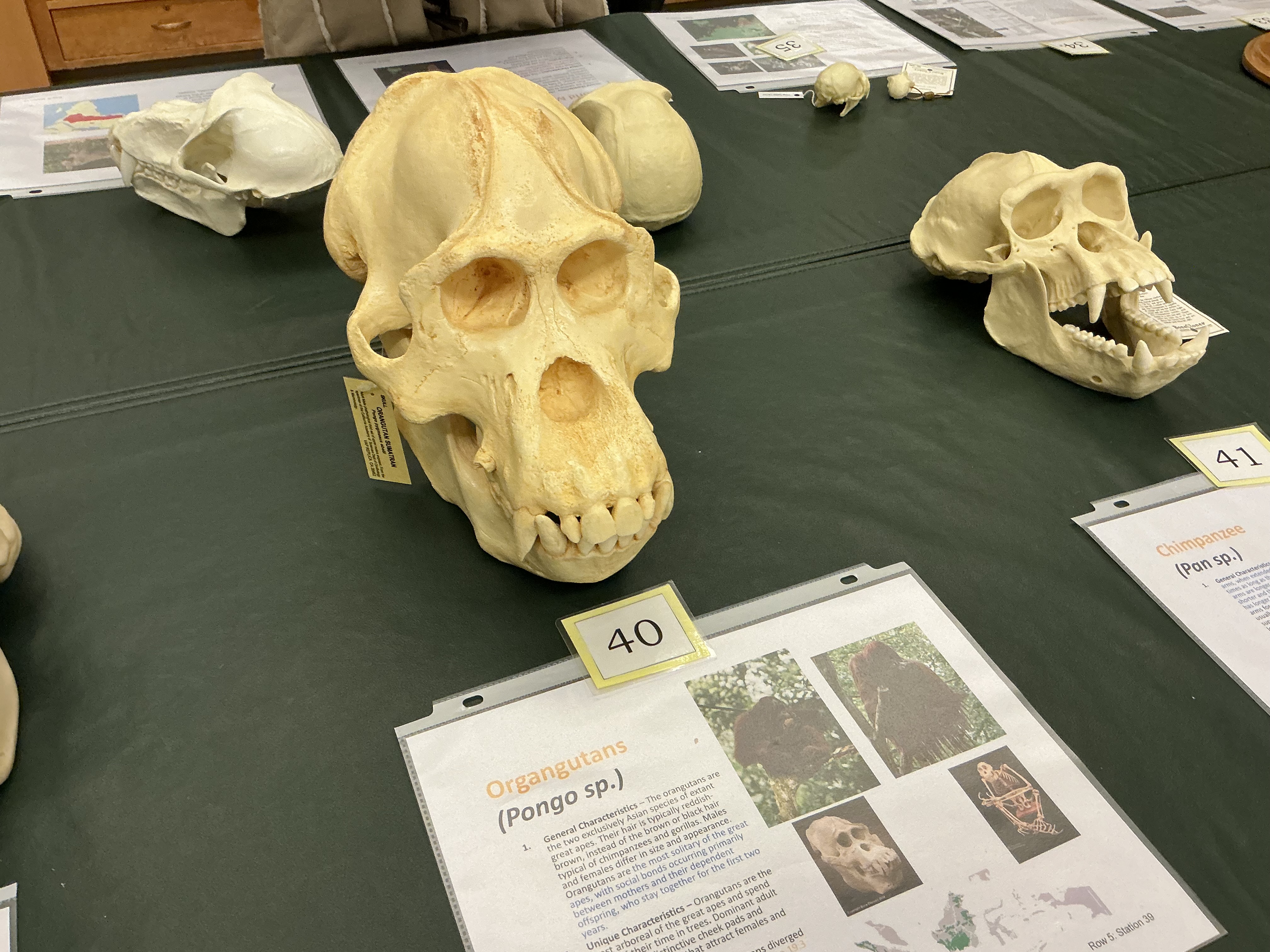 <p>When did orangutans diverge? Found where? Social Structure?</p>