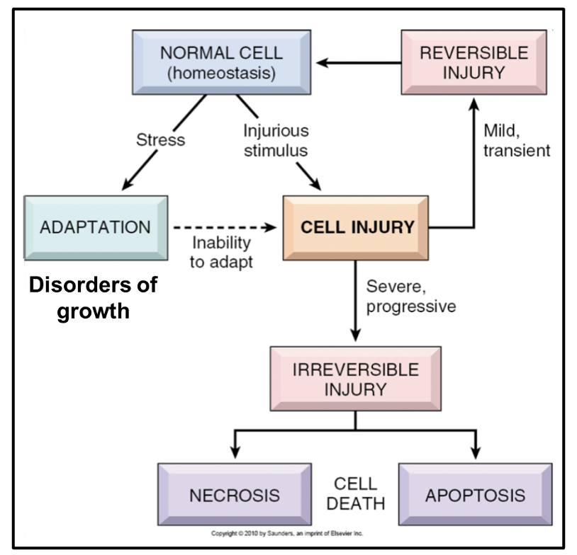<p>stress » adaptation » disorders of growth</p>