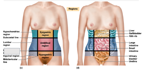 <p>What is this abdominal region</p>
