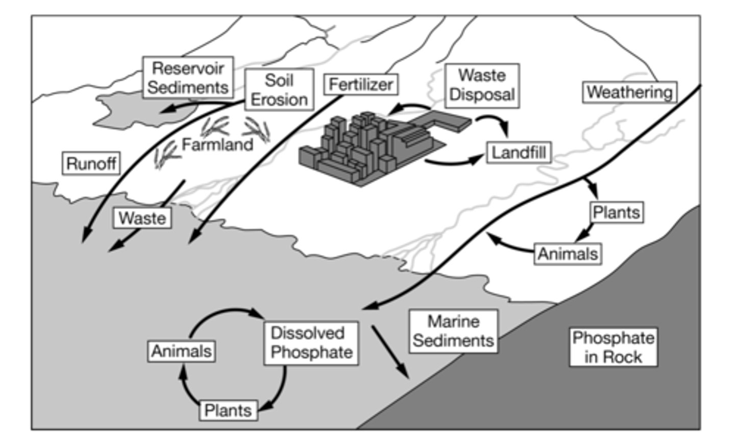 <p>There will be less algal growth in the nearby ocean.</p>