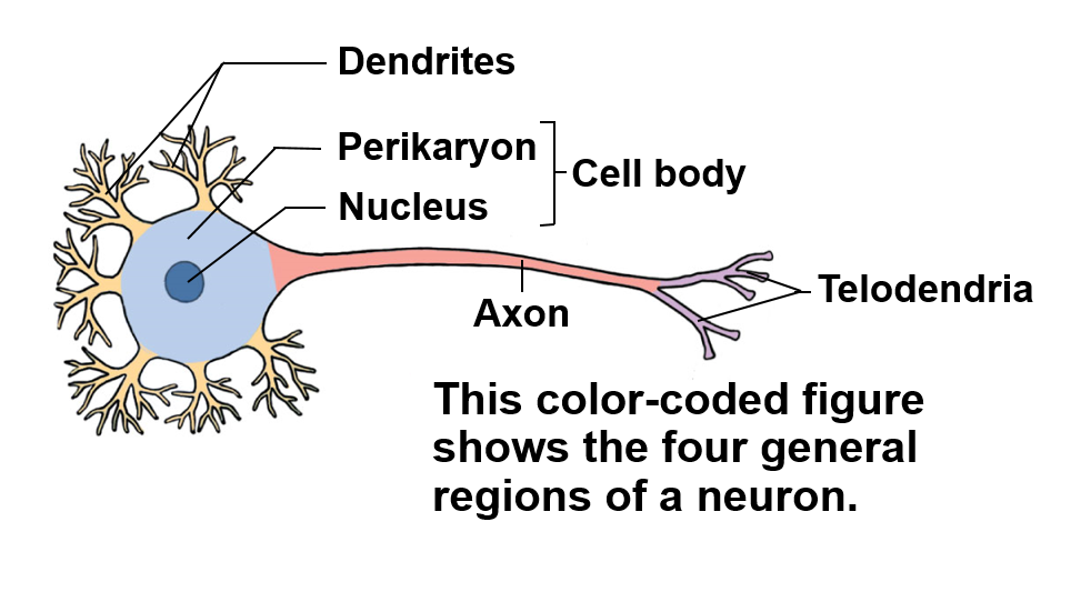 <p>The neuron</p>
