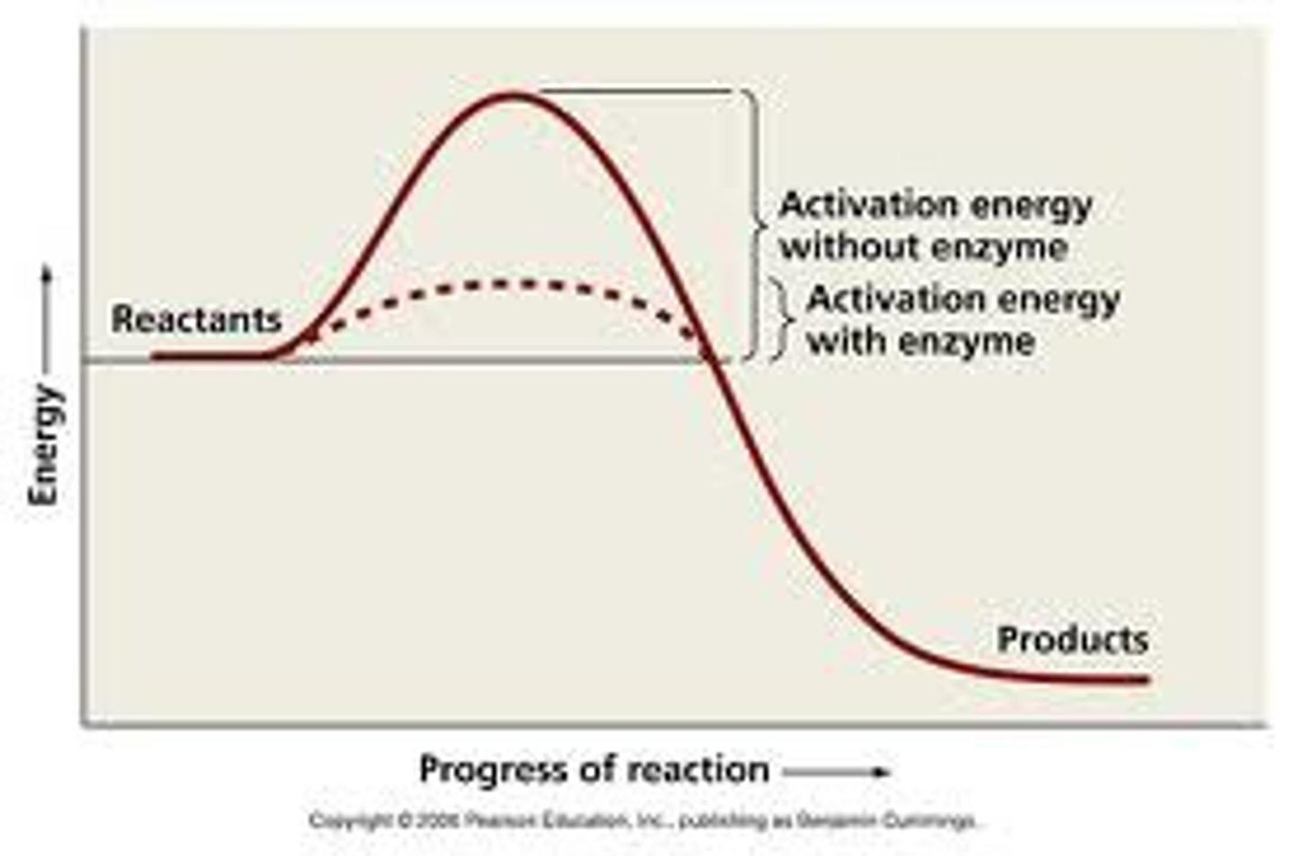 <p>Energy required to start a chemical reaction<br>Enzymes lower it therefore lowering body temp</p>