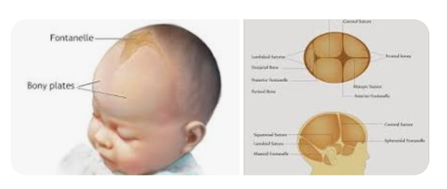 <p>two major soft spots on top of the head between the bones of the skull where bone formation isn’t complete</p>