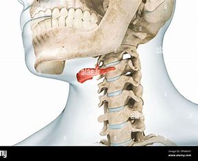 <p>what axial bone is this?</p>