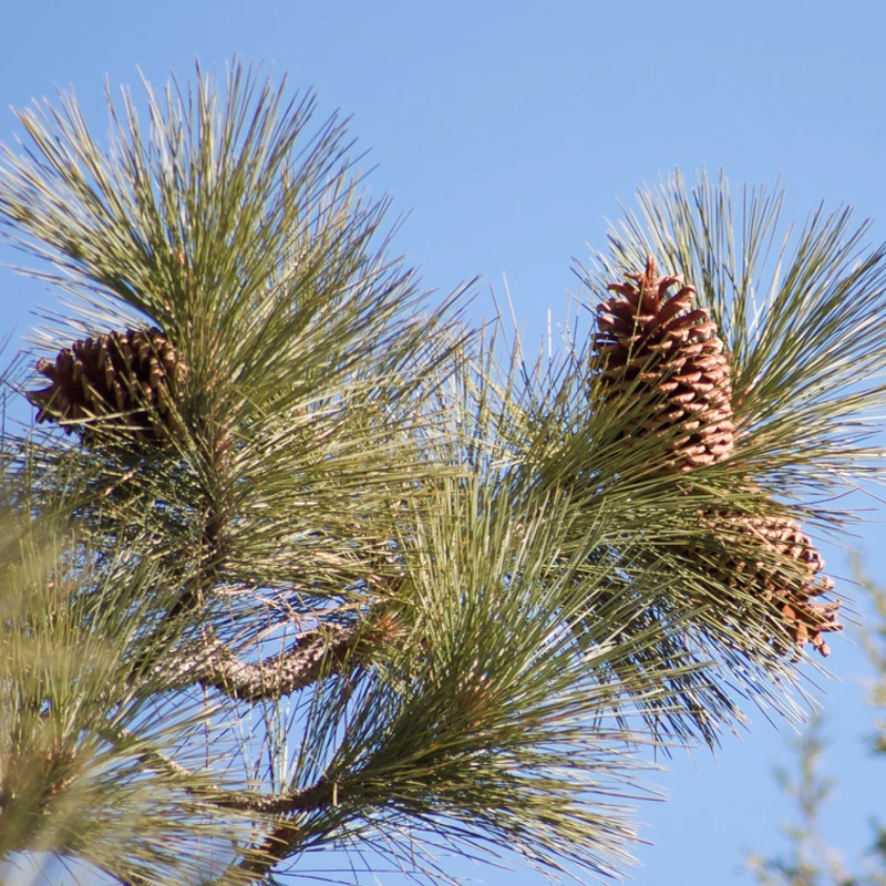 <p>needles are found in clusters of 3, sometimes 2. 5-11” long. large/woody cones can be 5-9” long, egg shaped</p>