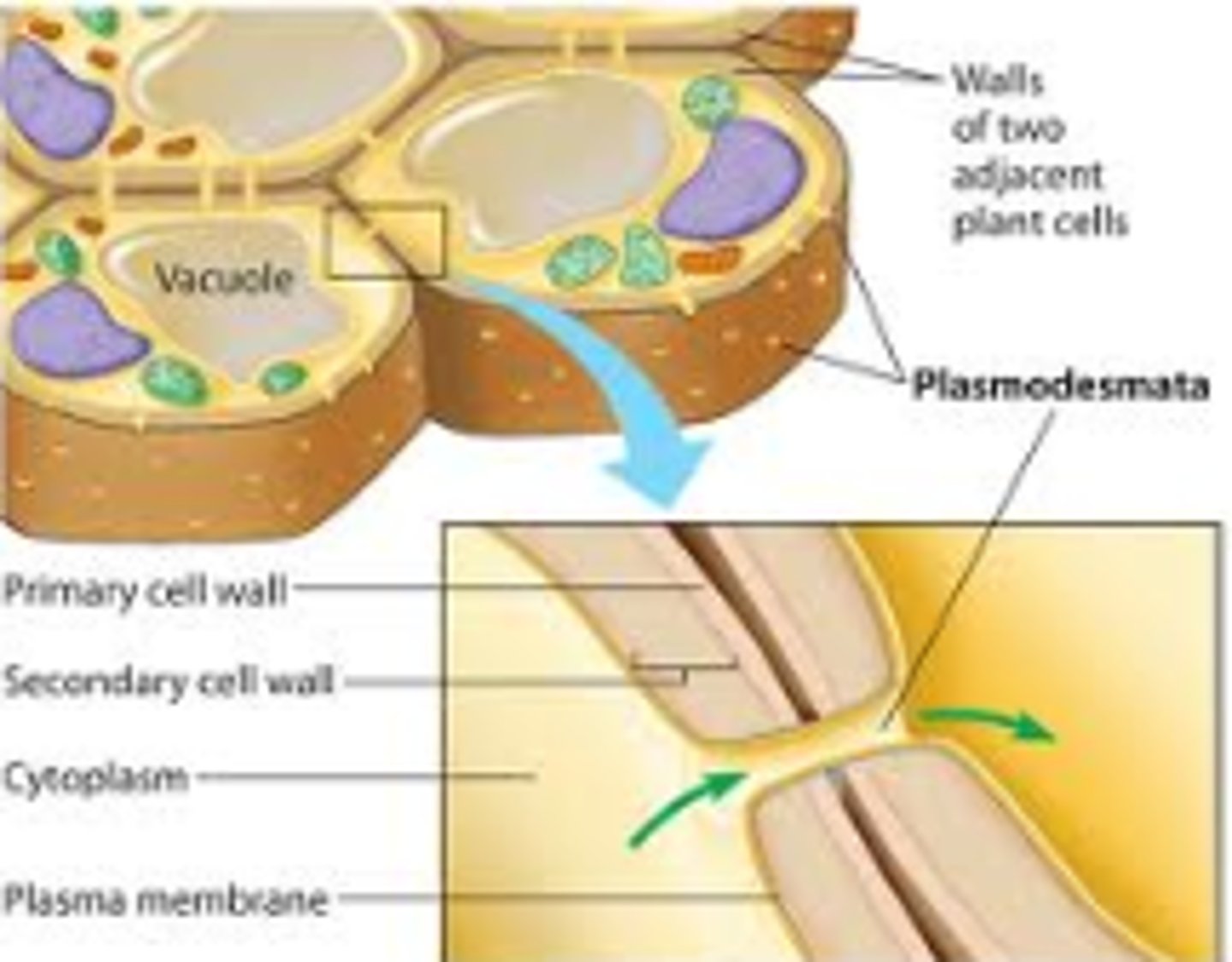 <p>not in animals; outside of the plasma membrane and provides extra protection and rigidity; plants made of cellulose with plasmodesmata..</p>