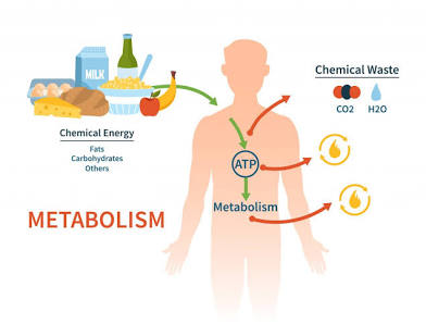 <p>Metabolic Rate</p>