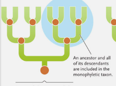 <p>group of organisms that includes a single ancestral species and all of its descendants </p>