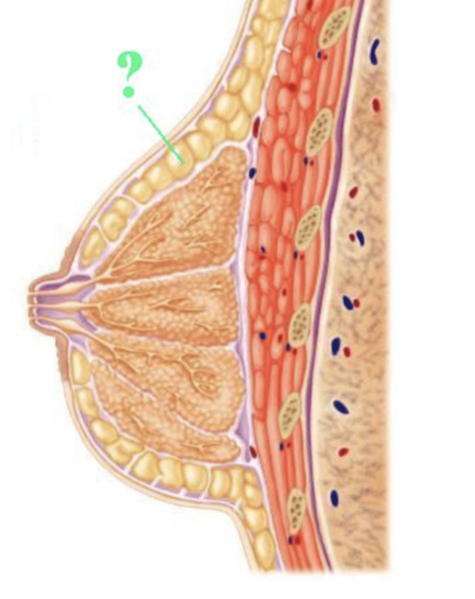 <p>adipose tissue</p>