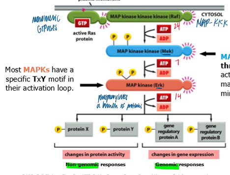 <p>downstream mediators of ras action </p><p>activated Ras triggers a casacade of serine/threonine kinases </p><ul><li><p>MAP3K = Raf </p></li><li><p>MAPK2 = Mek </p></li><li><p>MAPK = Erk </p></li></ul><p></p>