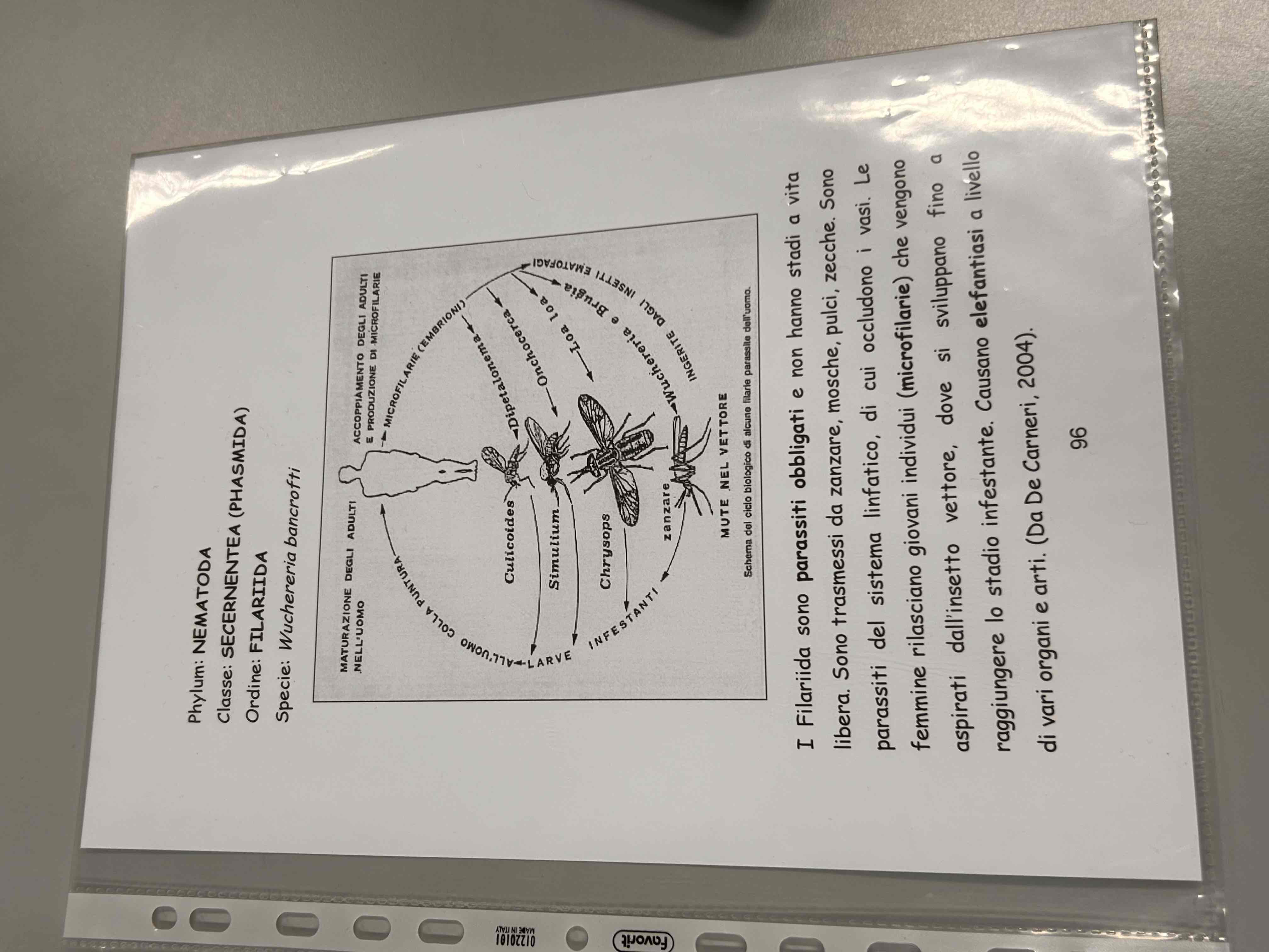 <p>Wuchereria bancrofti</p>